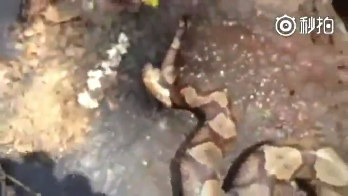 毒蛇斩首复仇!蛇头被连骨砍下 死咬住自己尾巴不放 毒蛇斩首复仇!蛇头被连骨砍下 死咬住自己尾巴不放