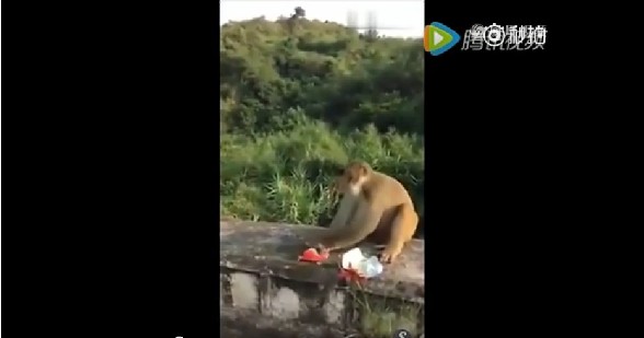 人性何在！游客将炸药扔向猴子致其受伤并且驻足大笑