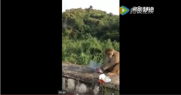 人性何在！游客将炸药扔向猴子致其受伤并且驻足大笑