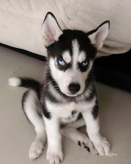 谁敢叫我二货!哈士奇报复主人反锁家门