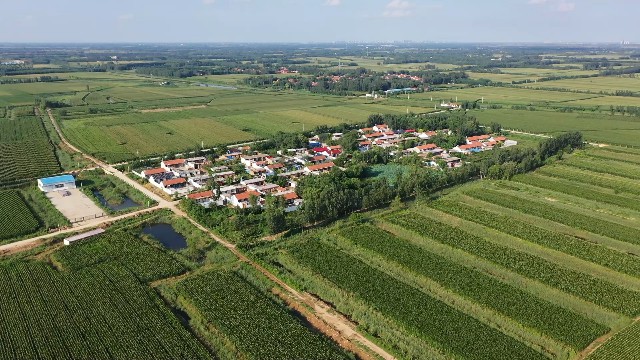 绘就农业好“丰”景 乐陵积极打造“吨半粮”核心区高标准农田