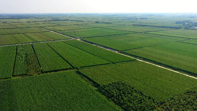 绘就农业好“丰”景 乐陵积极打造“吨半粮”核心区高标准农田